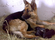 ПК Агродор. Эра и щенки, Караганда 19 мая 2010 года