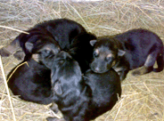 ПК Агродор. Эра и щенки, Караганда 19 мая 2010 года