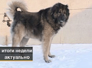 Караульная собака Таян.Питомник служебных собак ЦЕРБЕР